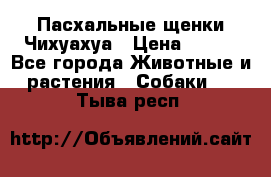 Пасхальные щенки Чихуахуа › Цена ­ 400 - Все города Животные и растения » Собаки   . Тыва респ.